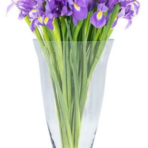 Hanxi Tulip Med 25X14.5 cm